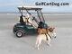 Golf Cart Dog K9caddy Multi-dog Exerciser Vet Approved